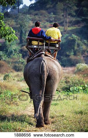 Elephant Carrying Tourists At Pong Yang Elephant Camp In Mae Sa Jungle View Large Photo Image Stock Photograph - Elephant Carrying Tourists At Pong Yang Elephant Camp In Mae Sa Jungle. Fotosearch