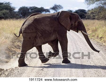 Picture - Elephant Crossing Track In Tarangire National Park, Tanzania.. Fotosearch