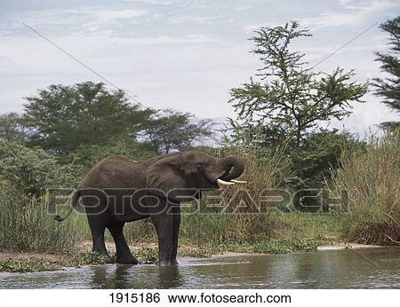 Elephant Drinking From The Shire River View Large Photo Image Stock Photograph - Elephant Drinking From The Shire River. Fotosearch