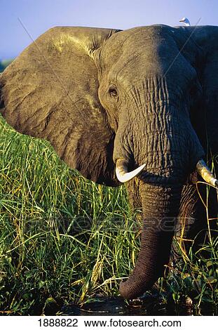 Elephant Eating Reeds On Riverbank View Large Photo Image Stock Image - Elephant Eating Reeds On Riverbank. Fotosearch