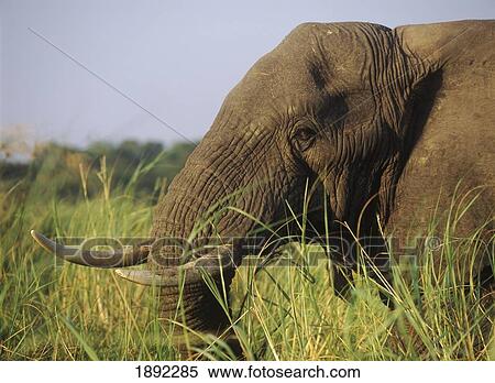 Elephant Eating Reeds View Large Photo Image Stock Photography - Elephant Eating Reeds. Fotosearch