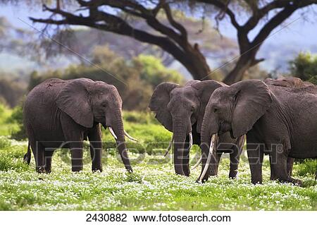 Elephant gathering with little bird in flowers at Amboseli; Kenya View Large Photo Image Stock Image - Elephant gathering with little bird in flowers at Amboseli; Kenya. Fotosearch