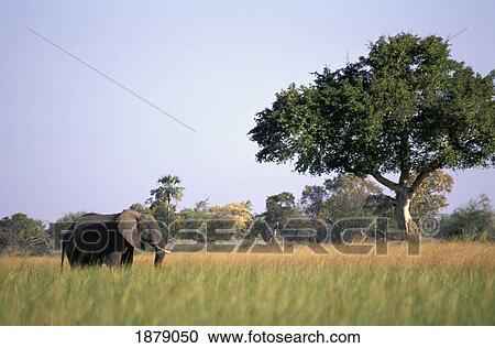 Elephant Grazing In Water Meadows View Large Photo Image Stock Image - Elephant Grazing In Water Meadows. Fotosearch