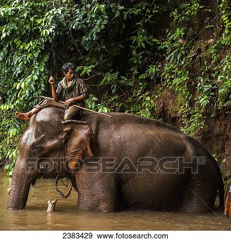 Stock Photo - Elephant handler perched on top; Sen Monorom, Mondulkiri, Cambodia. Fotosearch