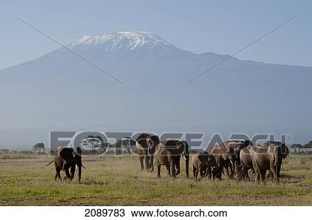 Stock Image - Elephant Herd, Mt Kilimanjaro, Amboseli, Kenya. Fotosearch