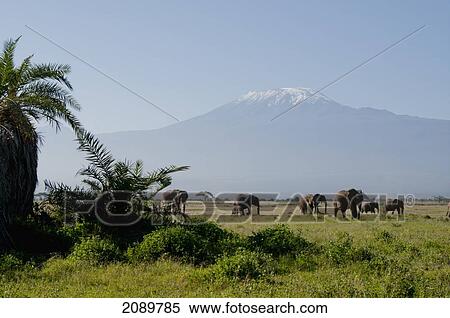 Stock Photography - Elephant Herd, Mt Kilimanjaro, Amboseli, Kenya. Fotosearch