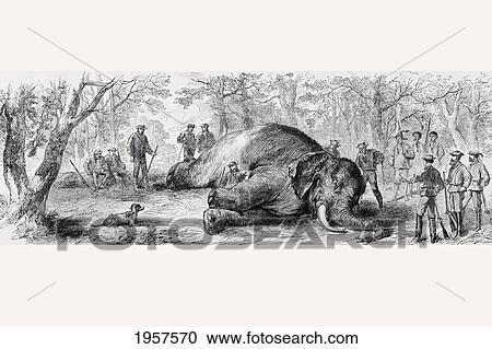 Elephant Hunting In Africa In The 1860's. From L'univers Illustre Published In Paris In 1868. View Large Photo Image Stock Image - Elephant Hunting In Africa In The 1860's. From L'univers Illustre Published In Paris In 1868.. Fotosearch