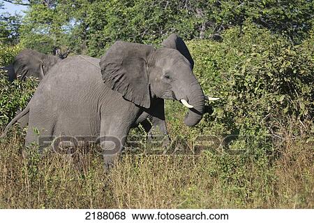 Elephant in the Caprivi Strip; Namibia View Large Photo Image Stock Photo - Elephant in the Caprivi Strip; Namibia. Fotosearch