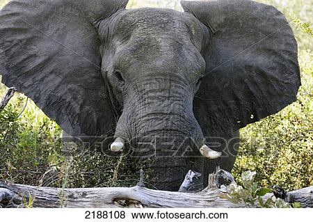 Stock Photo - Elephant in the Caprivi Strip; Namibia. Fotosearch