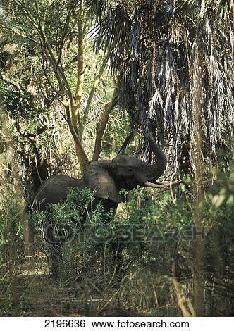 Stock Photograph - Elephant In The Forest Beneath Beho Beho Safari Camp, Selous Game Reserve, Tanzania.. Fotosearch