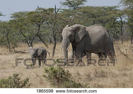 Elephant, Kenya, Africa View Large Photo Image Stock Photo - Elephant, Kenya, Africa. Fotosearch