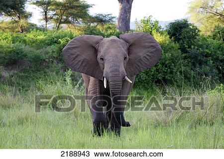 Elephant, Lower Zambezi National park; Zambia View Large Photo Image Stock Image - Elephant, Lower Zambezi National park; Zambia. Fotosearch