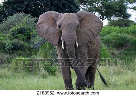 Stock Image - Elephant, Lower Zambezi National Park; Zambia. Fotosearch