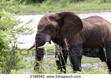 Elephant, Lower Zambezi National park; Zambia View Large Photo Image Stock Photography - Elephant, Lower Zambezi National park; Zambia. Fotosearch