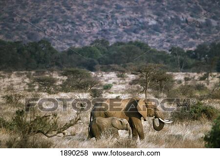 Stock Photo - Elephant Mother With Calf On Savannah, Elevated View. Fotosearch