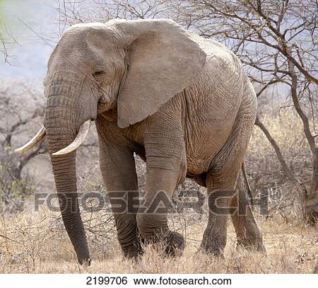 Elephant on safari; Samburu, Kenya View Large Photo Image Stock Photograph - Elephant on safari; Samburu, Kenya. Fotosearch