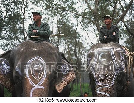 Elephant Polo View Large Photo Image Stock Photograph - Elephant Polo. Fotosearch
