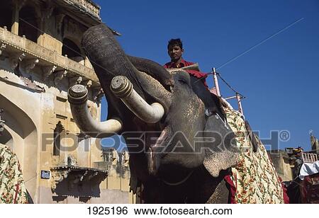 Elephant Ride View Large Photo Image Stock Photograph - Elephant Ride. Fotosearch