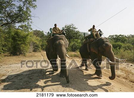 Stock Photo - ELEPHANT SAFARI IN BANDHAVGARH PARK MADHYA PRADESH INDIA. Fotosearch