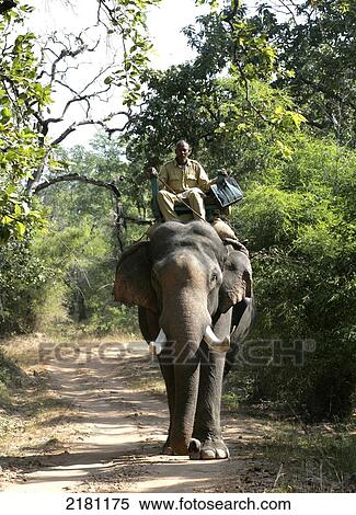 ELEPHANT SAFARI IN BANDHAVGARH PARK MADHYA PRADESH INDIA View Large Photo Image Stock Photography - ELEPHANT SAFARI IN BANDHAVGARH PARK MADHYA PRADESH INDIA. Fotosearch