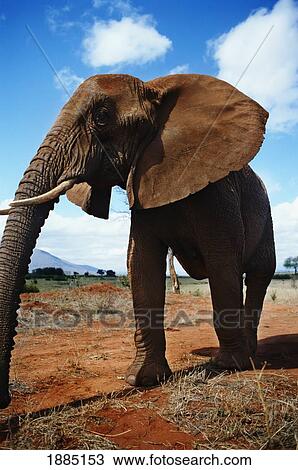 Stock Image - Elephant. Fotosearch