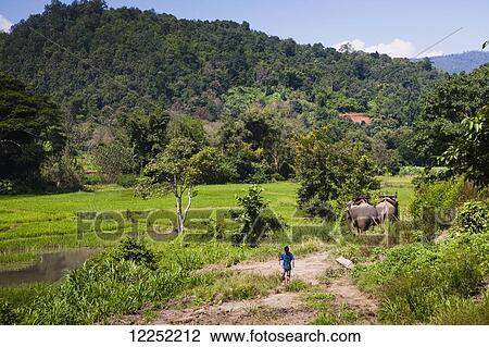 Elephant trekking is a very popular activity in the hills outside of Chiang Mai; Thailand View Large Photo Image Stock Image - Elephant trekking is a very popular activity in the hills outside of Chiang Mai; Thailand. Fotosearch