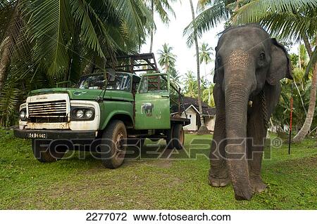 Stock Image - Elephant waiting to be loaded onto truck, near Unawatuna; Thalpe, Sri Lanka. Fotosearch