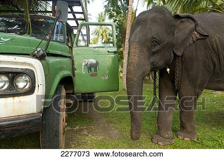 Stock Image - Elephant waiting to be loaded onto truck, near Unawatuna; Thalpe, Sri Lanka. Fotosearch