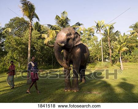 Stock Photo - Elephant Yoga; Kerala, India. Fotosearch
