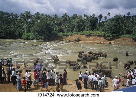 Elephants Bathing And Tourists View Large Photo Image Picture - Elephants Bathing And Tourists. Fotosearch