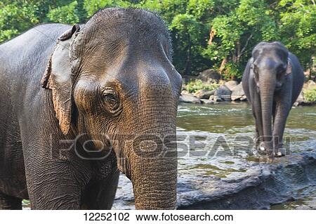 Stock Image - Elephants being bathed in the river; Tad Lo, Laos. Fotosearch