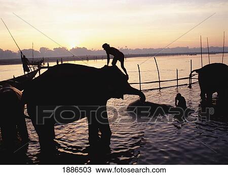 Elephants Being Washed In Gandak At Sonepur Mela View Large Photo Image Stock Image - Elephants Being Washed In Gandak At Sonepur Mela. Fotosearch