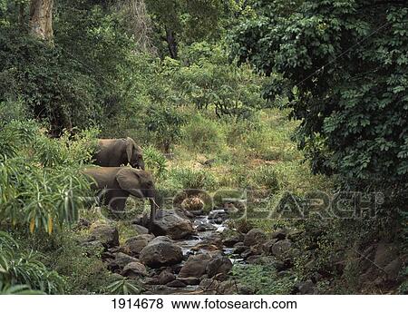 Stock Photo - Elephants Beside A Small River. Fotosearch