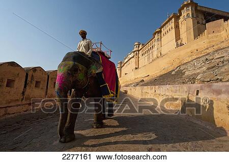 Elephants coming down path to Amber Fort; Amer, Jaipur, India View Large Photo Image Stock Image - Elephants coming down path to Amber Fort; Amer, Jaipur, India. Fotosearch