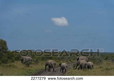 Elephants crossing road, Ol Pejeta Conservancy; Kenya View Large Photo Image Stock Photo - Elephants crossing road, Ol Pejeta Conservancy; Kenya. Fotosearch
