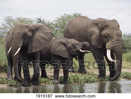 Elephants Drinking From The Shire River View Large Photo Image Stock Photo - Elephants Drinking From The Shire River. Fotosearch