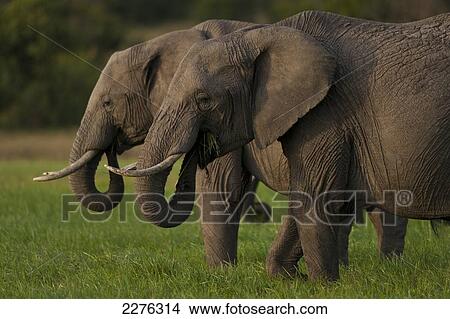 Picture - Elephants eating grass, Ol Pejeta Conservancy; Kenya. Fotosearch