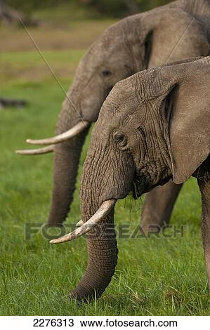 Stock Image - Elephants eating grass, Ol Pejeta Conservancy; Kenya. Fotosearch