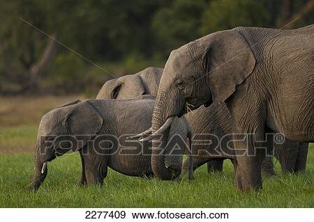 Elephants eating grass, Ol Pejeta Conservancy; Kenya View Large Photo Image Stock Photo - Elephants eating grass, Ol Pejeta Conservancy; Kenya. Fotosearch