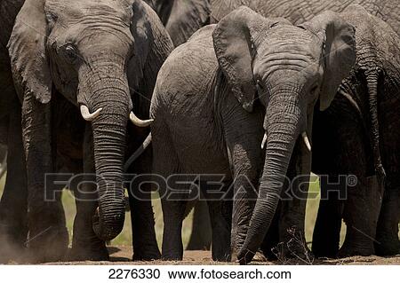 Stock Image - Elephants getting salt from salt lick, Ol Pejeta Conservancy; Kenya. Fotosearch