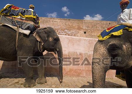 Stock Photo - Elephants Going Up And Down Path, Amber Fort Near Jaipur, Rajasthan, India. Fotosearch