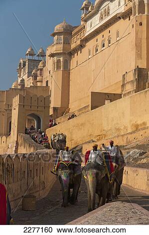 Elephants going up and down path to Amber Fort; Amer, Jaipur, India View Large Photo Image Stock Image - Elephants going up and down path to Amber Fort; Amer, Jaipur, India. Fotosearch