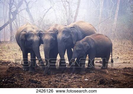 Elephants in Nagarhole National Park; Karnataka, India View Large Photo Image Stock Photograph - Elephants in Nagarhole National Park; Karnataka, India. Fotosearch