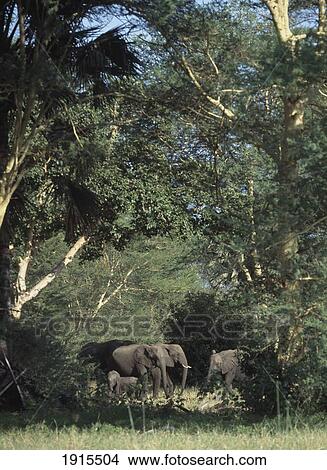 Picture - Elephants In Natural Environment. Fotosearch