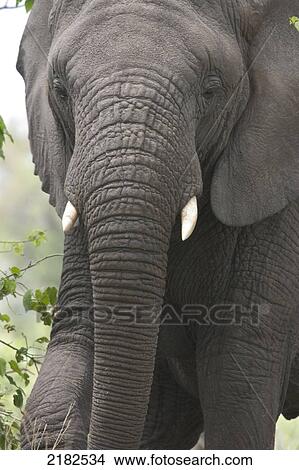 Picture - Elephants In The Okavango Delta Botswana. Fotosearch