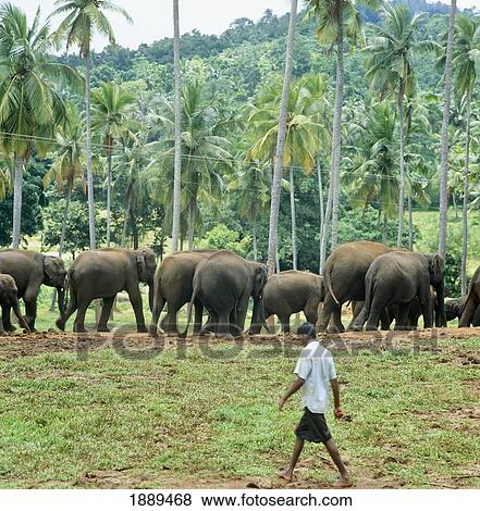 Elephants In Trees View Large Photo Image Stock Photo - Elephants In Trees. Fotosearch