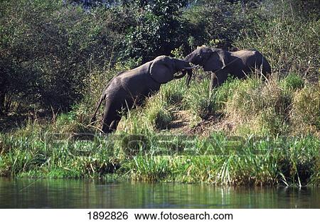 Stock Photograph - Elephants On Riverbank. Fotosearch