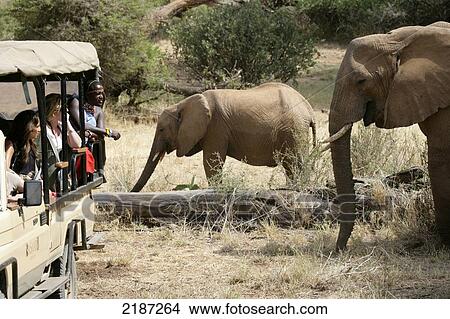 Picture - Elephants on safari, Samburuland; Samburu, Kenya. Fotosearch
