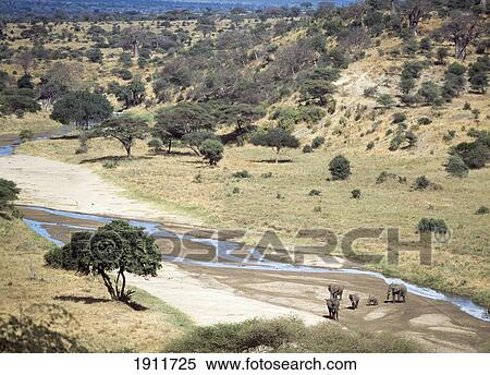 Elephants On The Riverbed Of The Tarangire River In Tarangire National Park, Tanzania. View Large Photo Image Stock Photography - Elephants On The Riverbed Of The Tarangire River In Tarangire National Park, Tanzania.. Fotosearch