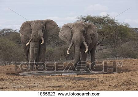 Stock Image - Elephants. Fotosearch